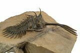 Spiny Walliserops Trilobite With Diademaproetus - Foum Zguid #312368-1